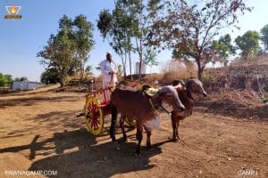 Bullock cart ride on camp I