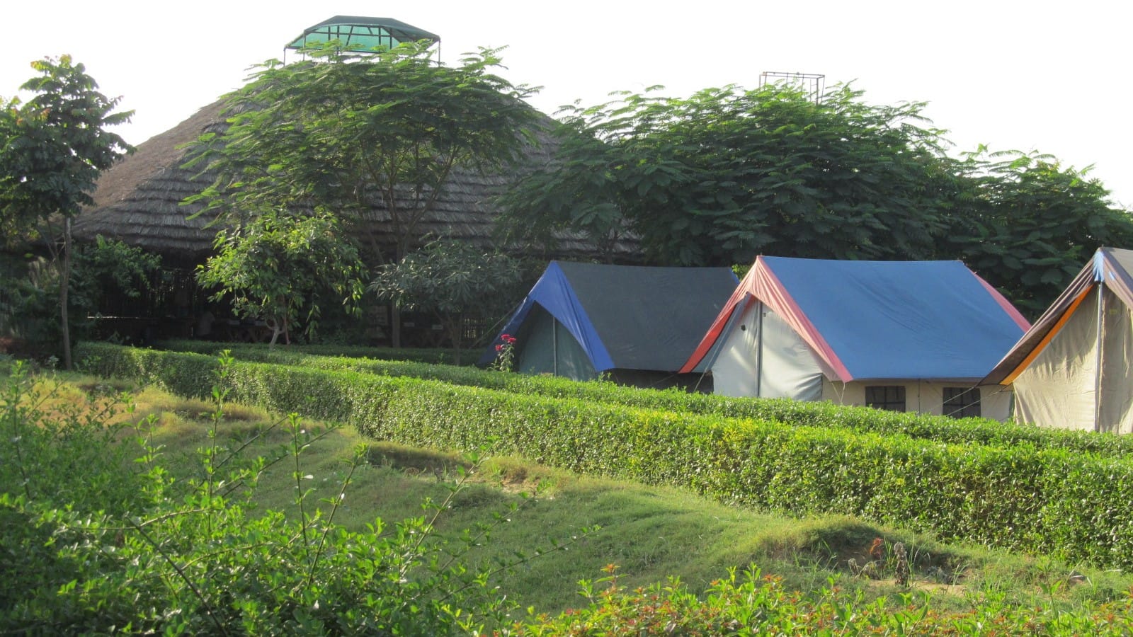 Tents set up in a verdant campsite near Pawna Lake, surrounded by lush greenery and trees.