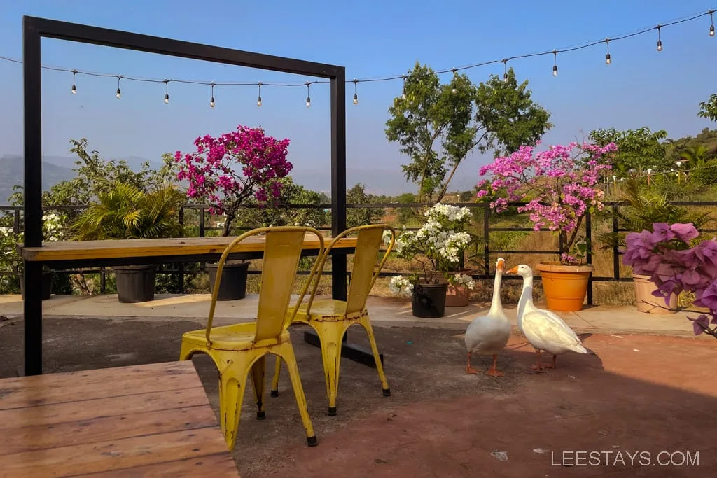 A scenic outdoor seating area near glass rooms overlooking Pawna Lake, featuring two yellow chairs, vibrant flowers, and two geese under string lights.